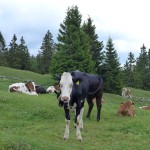 happy Jura cows