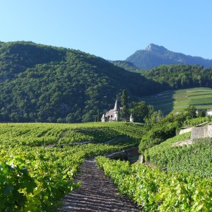 Chateau de Maison Blanche - Yvorne
