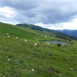 Jura cow land