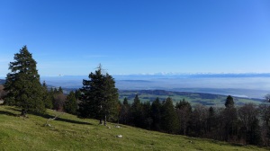 above the tree line